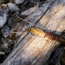 Grandpa's Firefork Bio 2-Pack